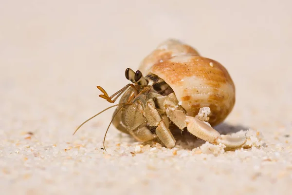 Closeup Bug Wild Nature — Stock Photo, Image