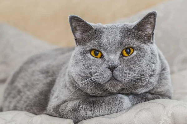 Graue Katze Liegend Britische Kurzhaarfrisur — Stockfoto
