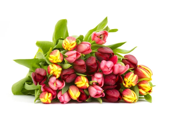 Bunte Tulpen Auf Weißem Hintergrund — Stockfoto