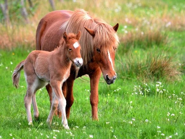 Dvoudenní Hříbě Přehrady — Stock fotografie