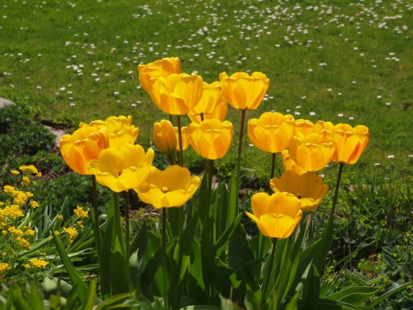 Flores Tulipán Amarillo Luz Del Sol — Foto de Stock