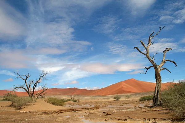 Namibie Pays Sud Ouest Afrique — Photo