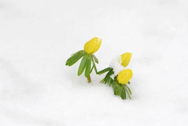 Amarelo Inverno Aconita Neve — Fotografia de Stock