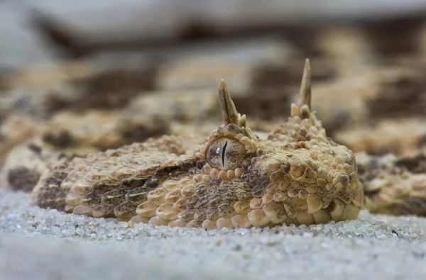 Gefährliche Schlange Viper Tier — Stockfoto