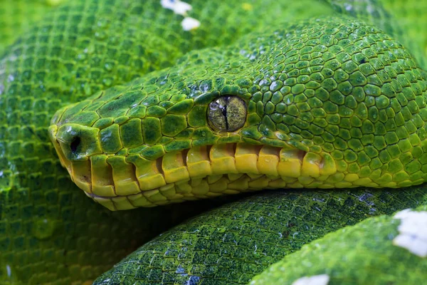 Zielony Wąż Terrarium — Zdjęcie stockowe