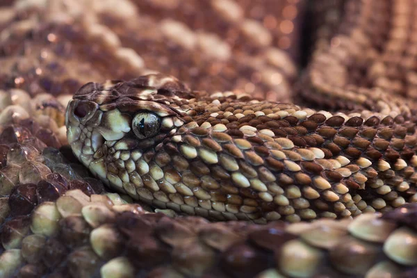 Rattlesnake Отруйні Змії Тварини — стокове фото