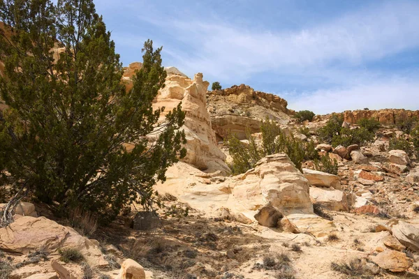 Ginepri Formazioni Arenaria Colorate Nel Deserto Ojito — Foto Stock