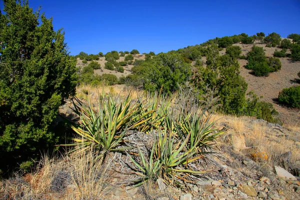 Junipers Yuccas Banane Dans Cerillos Hills State Park — Photo