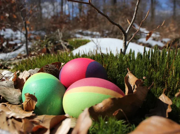 Easter Eggs Reinhardswald — Stock Photo, Image