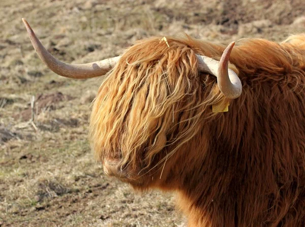 Скот Шотландского Нагорья Животные — стоковое фото
