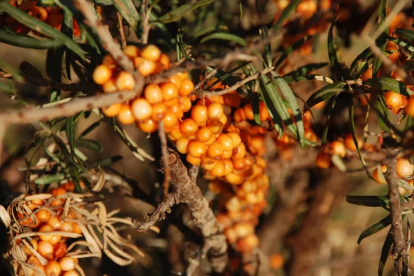 Gelbe Beeren Auf Ästen — Stockfoto