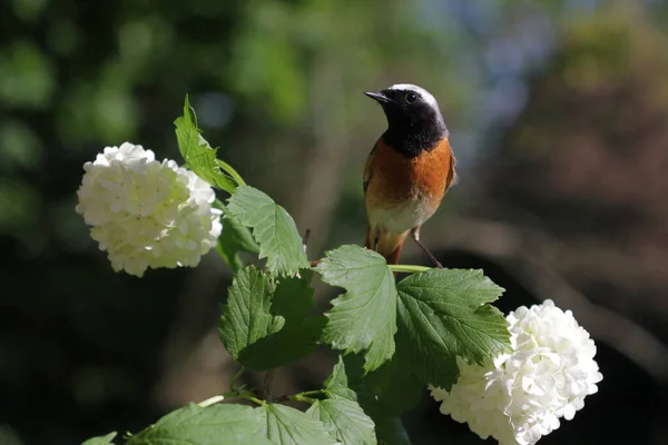 Rödstart Vita Blommor — Stockfoto