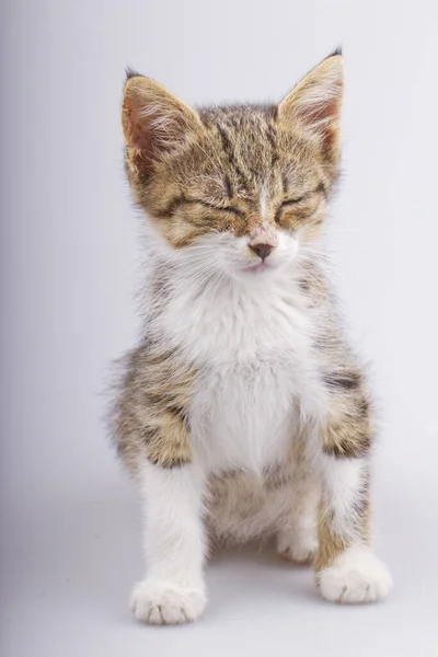 目を閉じてかわいい猫 — ストック写真