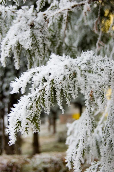 Fond Coloré Pour Noël Nouvelle Carte Vacances Année — Photo