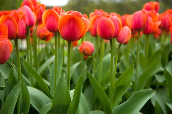 Fält Fullt Orange Tulpaner Våren — Stockfoto