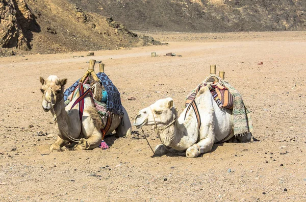 Kamele Der Sahara Mit Einem Reitsattel Ägypten — Stockfoto