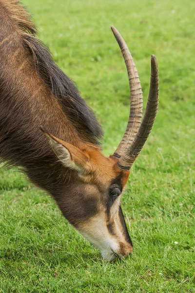 Oryx Antelope Divoké Zvíře Přírodní Fauna — Stock fotografie