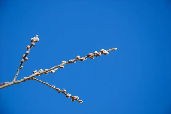 Yumuşak Söğüt Tomurcukları Açık Mavi Gökyüzünde — Stok fotoğraf