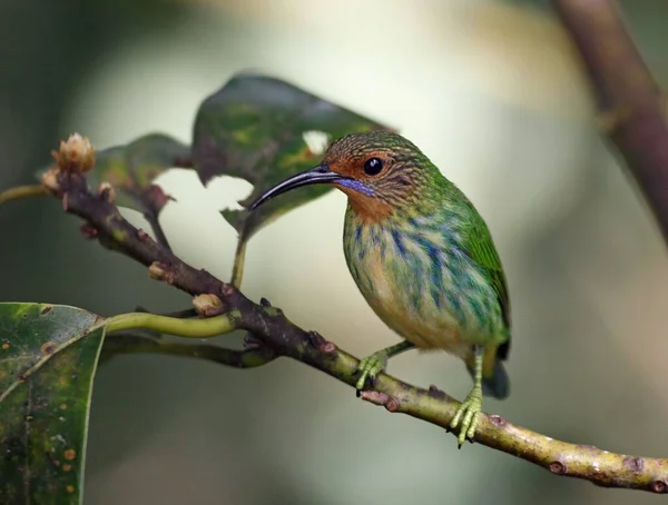 Aussichtsreiche Aussicht Auf Schöne Vögel Der Natur — Stockfoto