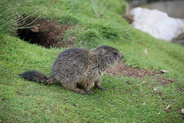 Marmota Marmota Roedor — Fotografia de Stock