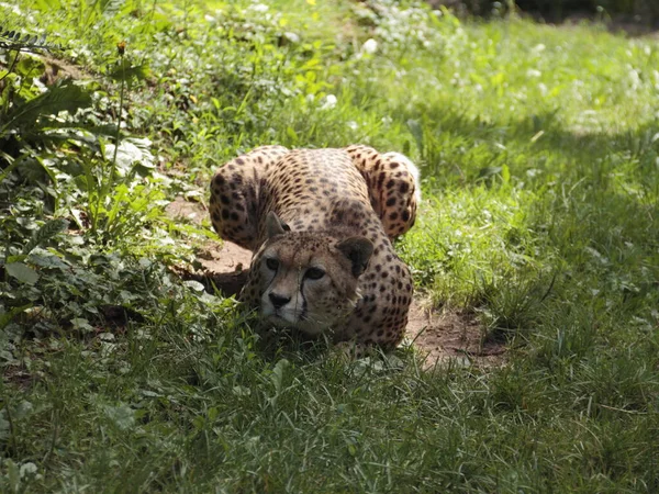 Bellissimo Ghepardo Grande Gatto Savannah Animale Selvatico — Foto Stock