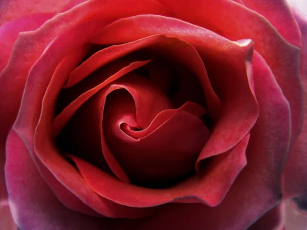 Closeup Uma Rosa Vermelha Floresce — Fotografia de Stock