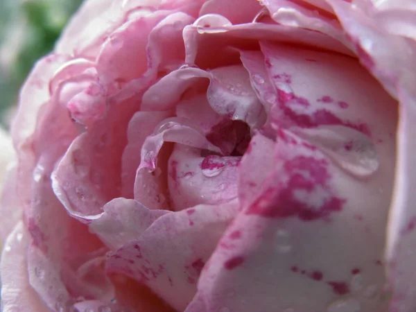 Gros Plan Une Fleur Rose Avec Des Gouttes Pluie — Photo