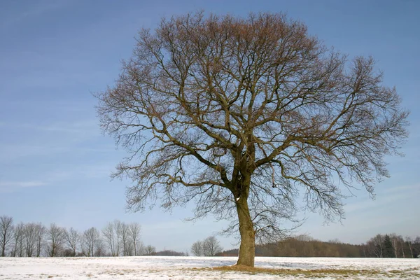 Английский Дуб Зимой — стоковое фото