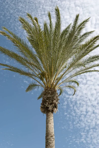 Palma Błękitne Niebo Białe Chmury Tło — Zdjęcie stockowe