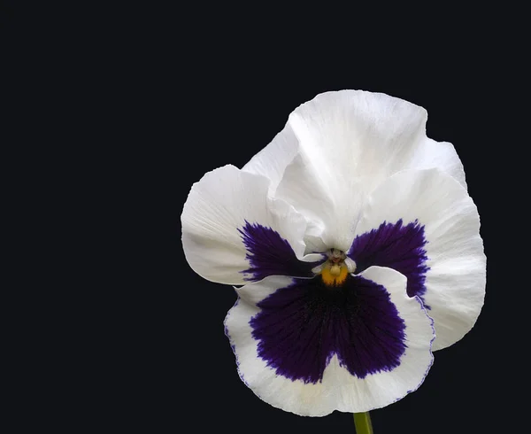 Mooie Pansy Bloemen Tuin Bloem Flora — Stockfoto