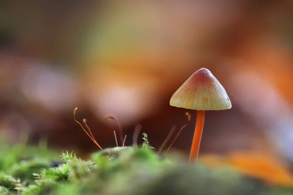 Season Mushrooms Fungus Plant — Stock Photo, Image