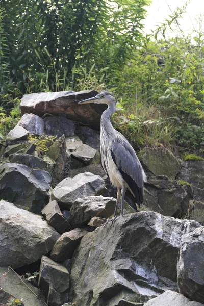 Aussichtsreicher Blick Auf Den Reiher Der Natur — Stockfoto