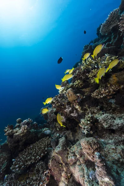 Snappers Rayures Bleues Dans Les Eaux Tropicales Mer Rouge — Photo