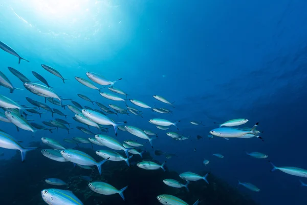 Fusiliers Tropical Waters Red Sea — Stock Photo, Image