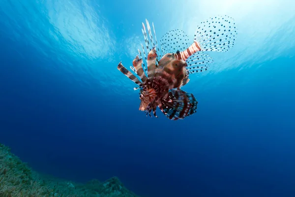 紅海の中の魚 — ストック写真