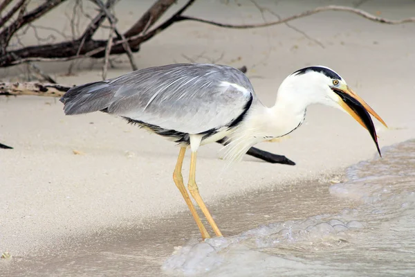 Heron Eats Its Prey — Stock Photo, Image