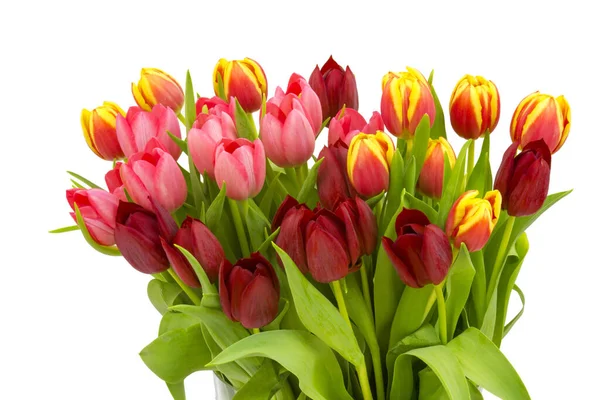 Colourful Tulips White Background — Stock Photo, Image