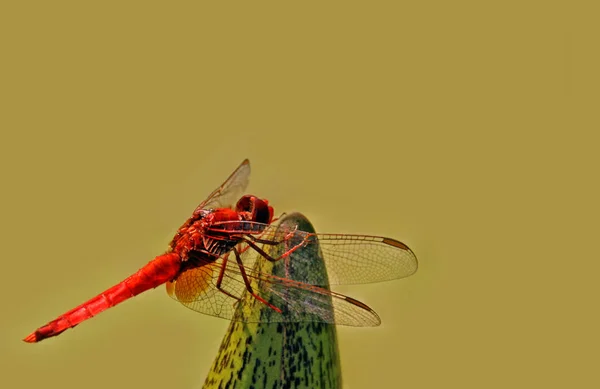 Odonata Vážky Přírodě Flóra — Stock fotografie