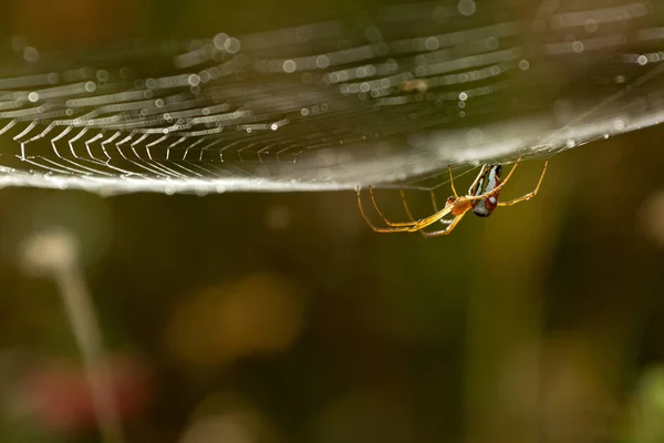 Örümceğin Ağı Sarkıyor — Stok fotoğraf
