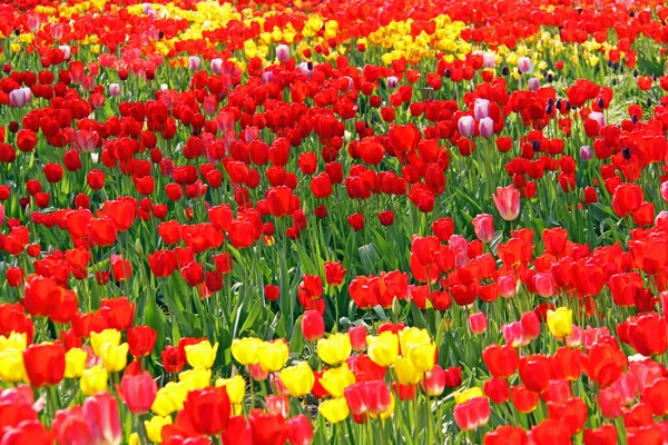 Tulipany Żółte Czerwone — Zdjęcie stockowe