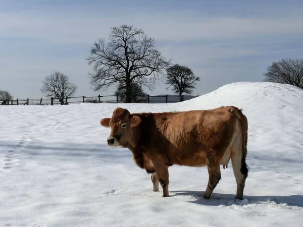 Cow Snowy Meadow — Stock Photo, Image