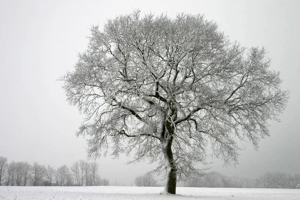 冬季的英式橡木 — 图库照片