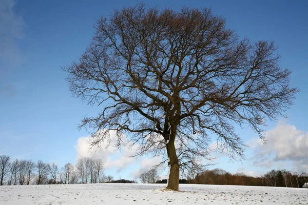 겨울에는 나무를 심는다 — 스톡 사진
