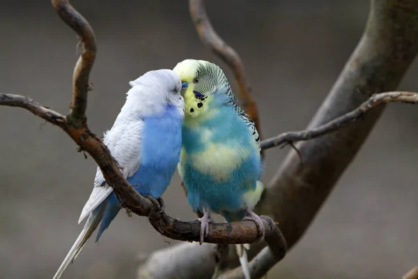 Fågelskådning Söt Fågel Vild Natur — Stockfoto