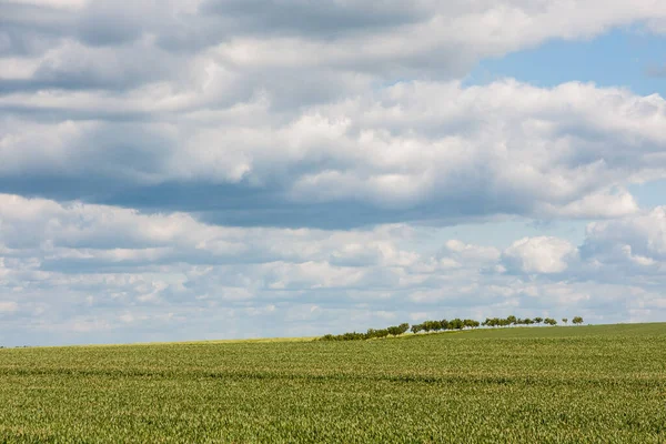 Άποψη Του Cornfield Έννοια Της Γεωργίας — Φωτογραφία Αρχείου