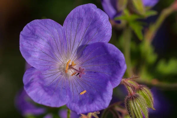 Fiore Viola Giardino — Foto Stock