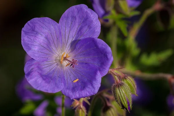 Flor Iris Púrpura Jardín — Foto de Stock