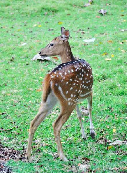 Wildtiere Auf Der Suche Nach Nahrung Auf Der Wiese — Stockfoto