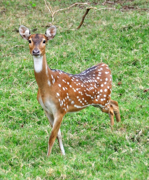 Faune Cerfs Recherche Nourriture Dans Prairie — Photo