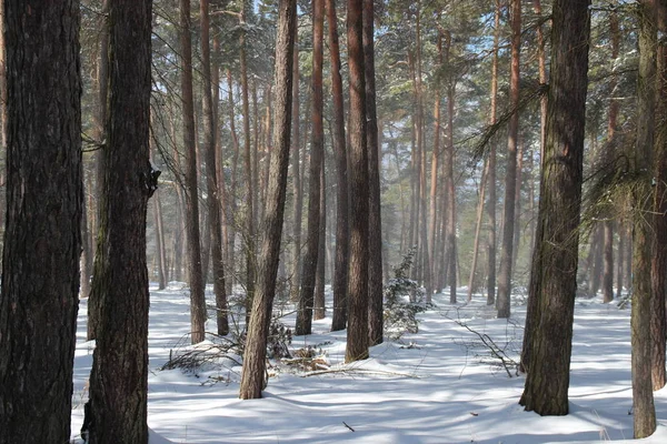 Bosque Invierno Con Árboles Bosque Cubierto Nieve Paisaje — Foto de Stock